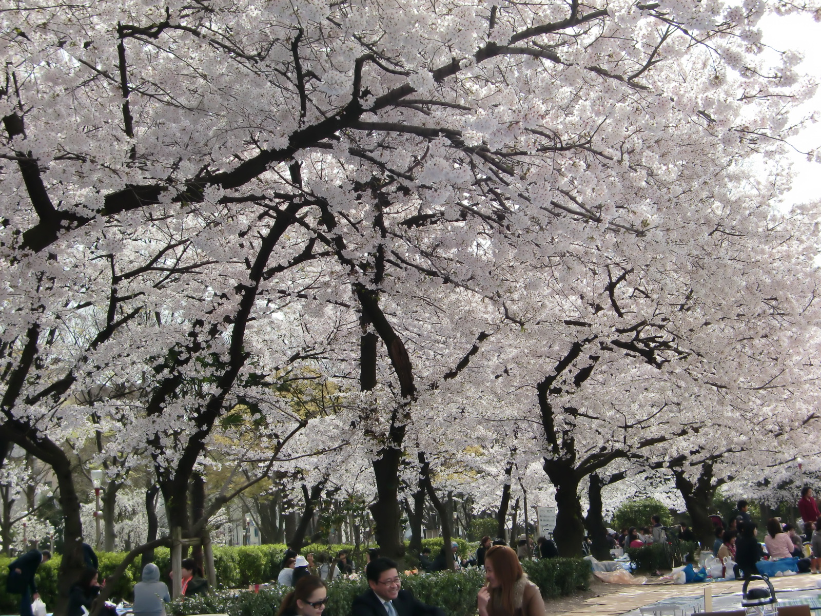 お花見130401-1
